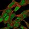 ZNF9 antibody, HPA063097, Atlas Antibodies, Immunocytochemistry image 