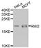 RecQ Mediated Genome Instability 2 antibody, orb374184, Biorbyt, Western Blot image 