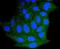 BCL2 Like 11 antibody, NBP2-67456, Novus Biologicals, Immunocytochemistry image 