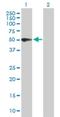 Pregnancy Specific Beta-1-Glycoprotein 3 antibody, H00005671-B01P, Novus Biologicals, Western Blot image 