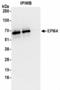 TBC1 Domain Family Member 10A antibody, NBP2-36551, Novus Biologicals, Immunoprecipitation image 