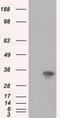 Pim-2 Proto-Oncogene, Serine/Threonine Kinase antibody, TA501063, Origene, Western Blot image 