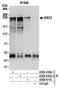 Pyrin Domain Containing 1 antibody, A300-410A, Bethyl Labs, Immunoprecipitation image 