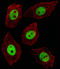 SPIN antibody, LS-B11236, Lifespan Biosciences, Immunofluorescence image 