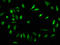 H12 antibody, LS-C670355, Lifespan Biosciences, Immunofluorescence image 