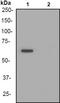 P21 (RAC1) Activated Kinase 1 antibody, ab40795, Abcam, Western Blot image 