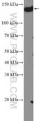 Phospholipase C Beta 3 antibody, 51139-1-AP, Proteintech Group, Western Blot image 