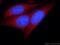 Protein O-Glucosyltransferase 1 antibody, 24409-1-AP, Proteintech Group, Immunofluorescence image 