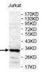 CD47 Molecule antibody, AP33397PU-N, Origene, Western Blot image 