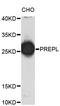 Prolylendopeptidase-like antibody, abx003213, Abbexa, Western Blot image 