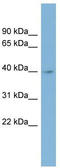 Inositol Monophosphatase Domain Containing 1 antibody, TA342036, Origene, Western Blot image 