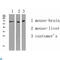Aprataxin And PNKP Like Factor antibody, LS-C813323, Lifespan Biosciences, Western Blot image 