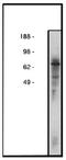 Collagen type IV alpha-3-binding protein antibody, orb109178, Biorbyt, Western Blot image 