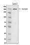 Solute carrier family 12 member 2 antibody, A03603, Boster Biological Technology, Western Blot image 