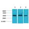Calcium Voltage-Gated Channel Auxiliary Subunit Gamma 4 antibody, LS-C387804, Lifespan Biosciences, Western Blot image 