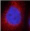 FYVE, RhoGEF And PH Domain Containing 5 antibody, FNab03086, FineTest, Immunofluorescence image 