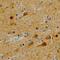 Syntaxin 6 antibody, AF5664, R&D Systems, Immunohistochemistry paraffin image 