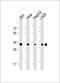 E3 ubiquitin-protein ligase CHIP antibody, M01236-1, Boster Biological Technology, Western Blot image 