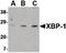 X-Box Binding Protein 1 antibody, orb87390, Biorbyt, Western Blot image 