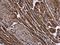 NMD3 Ribosome Export Adaptor antibody, GTX130480, GeneTex, Immunohistochemistry paraffin image 