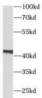 VEGF antibody, FNab09933, FineTest, Western Blot image 