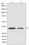 Wnt Family Member 2 antibody, M03226, Boster Biological Technology, Western Blot image 