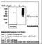 Nitrotyrosine antibody, LS-C62228, Lifespan Biosciences, Western Blot image 