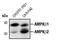 Protein Kinase AMP-Activated Non-Catalytic Subunit Beta 1 antibody, MA5-15090, Invitrogen Antibodies, Western Blot image 