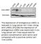 LIM Domains Containing 1 antibody, NBP2-50476, Novus Biologicals, Western Blot image 