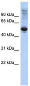 F-Box And Leucine Rich Repeat Protein 16 antibody, TA337839, Origene, Western Blot image 