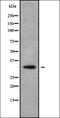 Glycoprotein M6A antibody, orb338495, Biorbyt, Western Blot image 