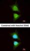 PI3 Kinase p110 beta antibody, orb74035, Biorbyt, Immunofluorescence image 
