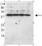 Secreted Frizzled Related Protein 1 antibody, ab4193, Abcam, Western Blot image 