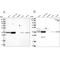 G-Patch Domain Containing 11 antibody, PA5-58305, Invitrogen Antibodies, Western Blot image 