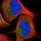 pro-SAAS antibody, NBP1-80797, Novus Biologicals, Immunofluorescence image 