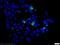 His tag antibody, 66005-1-Ig, Proteintech Group, Immunofluorescence image 