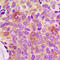 TNF Receptor Superfamily Member 11b antibody, LS-C354044, Lifespan Biosciences, Immunohistochemistry frozen image 