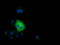 Short Chain Dehydrogenase/Reductase Family 9C Member 7 antibody, TA501733, Origene, Immunofluorescence image 