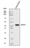 Endonuclease, Poly(U) Specific antibody, A07350-1, Boster Biological Technology, Western Blot image 