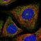 V-Set And Immunoglobulin Domain Containing 10 antibody, HPA062022, Atlas Antibodies, Immunofluorescence image 