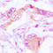 Mitochondrial Ribosomal Protein L13 antibody, LS-C354163, Lifespan Biosciences, Immunohistochemistry paraffin image 
