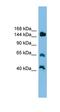 JMJ antibody, orb329917, Biorbyt, Western Blot image 