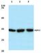 Aquaporin-12 antibody, PA5-36426, Invitrogen Antibodies, Western Blot image 