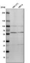 FKBP Prolyl Isomerase 4 antibody, NBP1-84675, Novus Biologicals, Western Blot image 