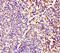 Mitochondrial Ribosomal Protein L54 antibody, MBS1488589, MyBioSource, Immunohistochemistry paraffin image 