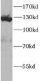 Vinculin antibody, FNab09799, FineTest, Western Blot image 