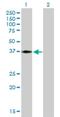 Hes Related Family BHLH Transcription Factor With YRPW Motif 2 antibody, H00023493-B01P, Novus Biologicals, Western Blot image 
