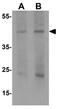 Pellino-1 antibody, GTX31504, GeneTex, Western Blot image 