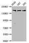 Agrin antibody, LS-C671895, Lifespan Biosciences, Western Blot image 