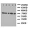 Sphingosine-1-Phosphate Receptor 5 antibody, orb97095, Biorbyt, Western Blot image 
